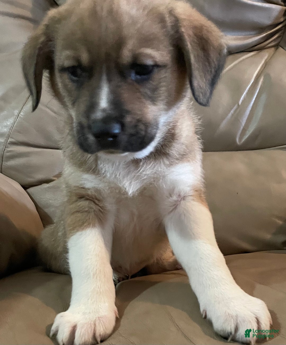 Mixed Breed dogs for sale: 💫Comet: one of Santa’s Rein-puppies  - Ad 7