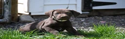 German Shorthaired Pointer dogs for sale: Beauty - Ad 6