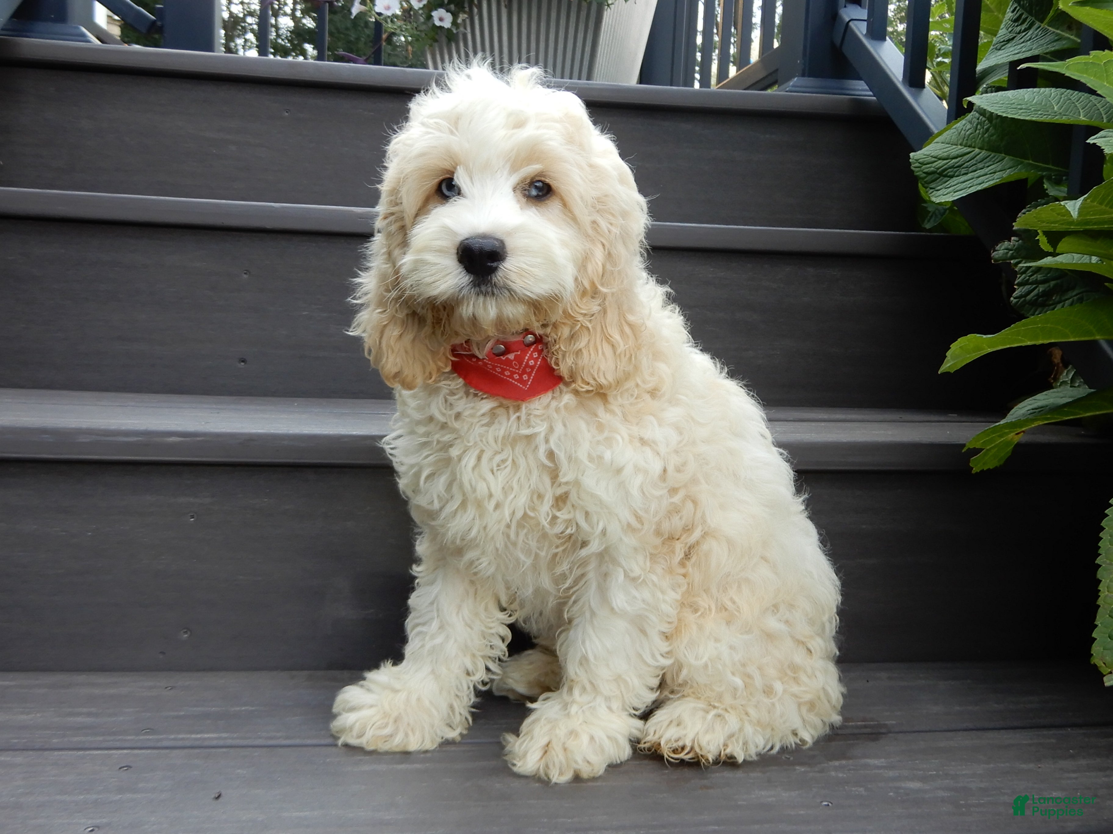 Cockapoo dogs Ollie - Ad 2