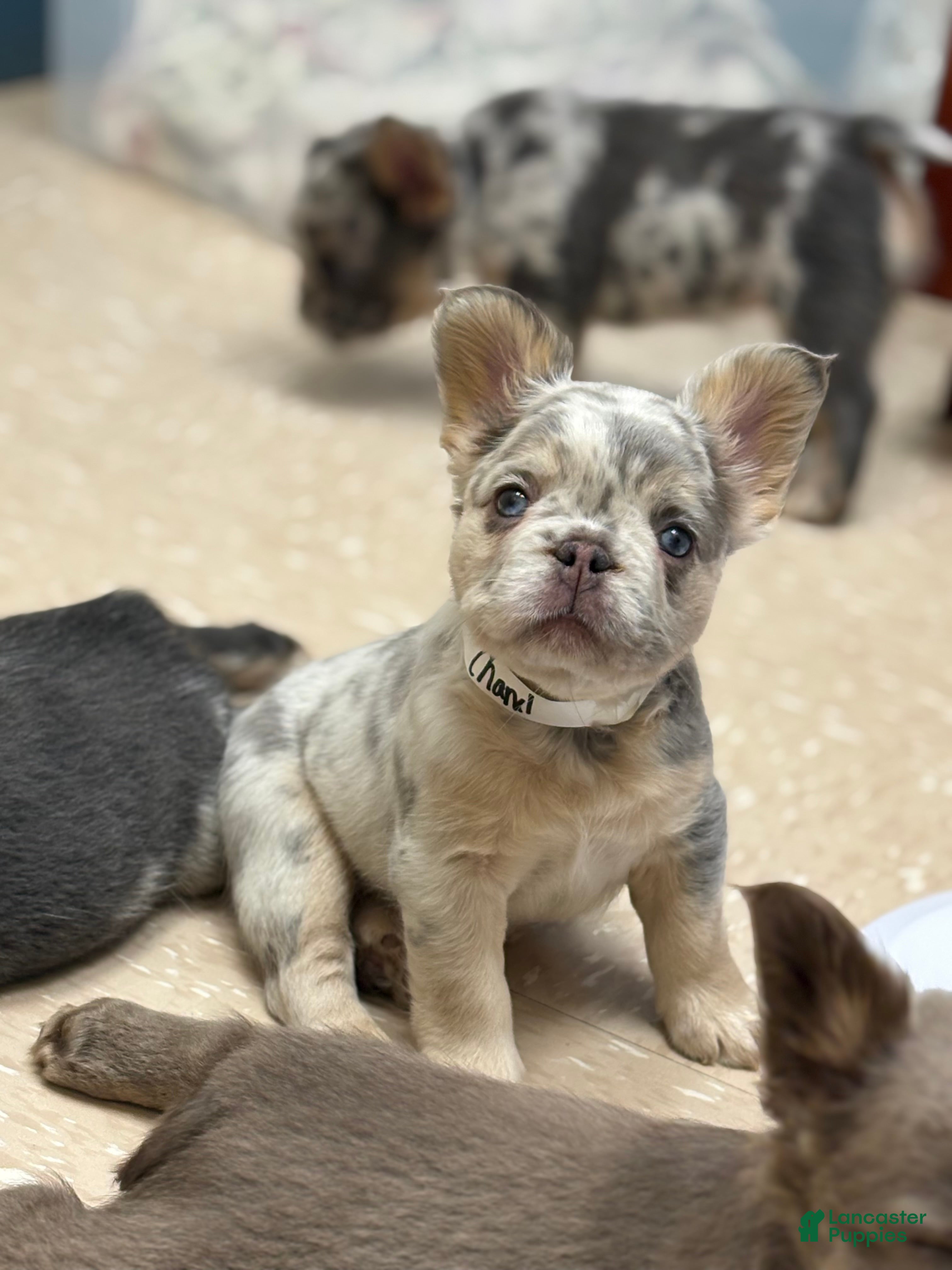 French Bulldog dogs Chanel  - Ad 2