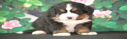 Bernese Mountain Dog dogs for sale: Bernese Mountain Dog Puppy 4 - Ad 2