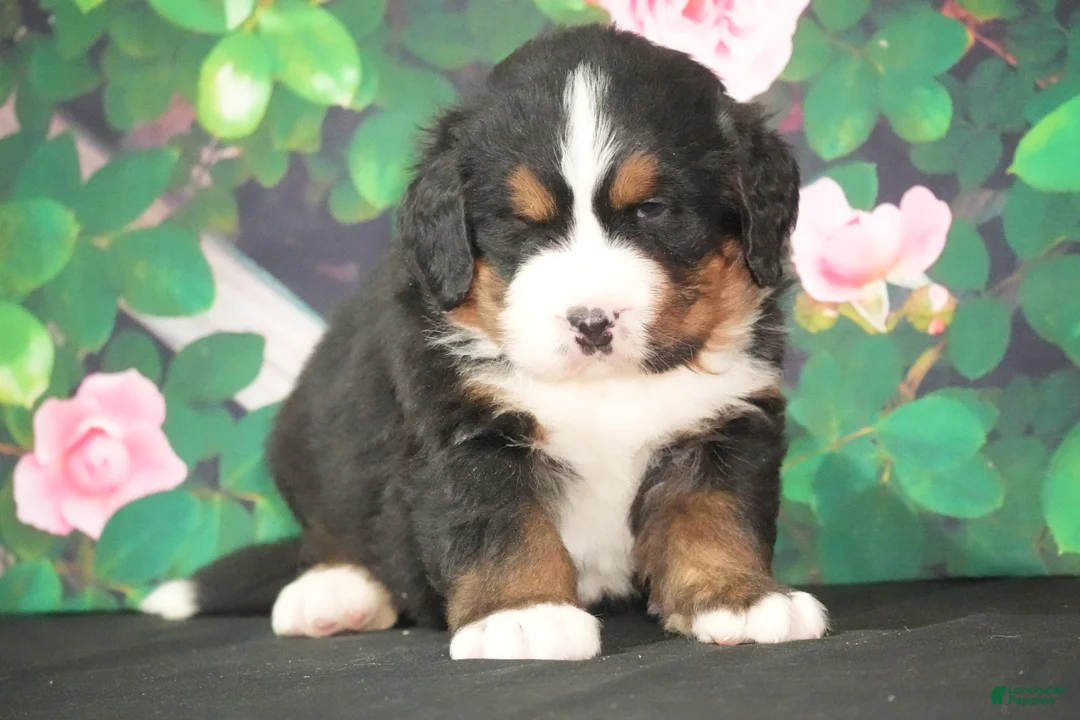 Bernese Mountain Dog dogs for sale: Bernese Mountain Dog Puppy 4 - Ad 2
