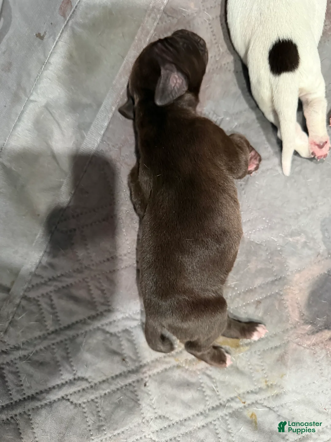 German Shorthaired Pointer dogs for sale: German Shorthaired Pointer Puppy 8 - Ad 1