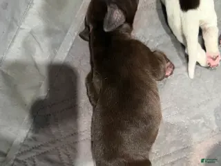 German Shorthaired Pointer dogs German Shorthaired Pointer Puppy 8 - Ad 5