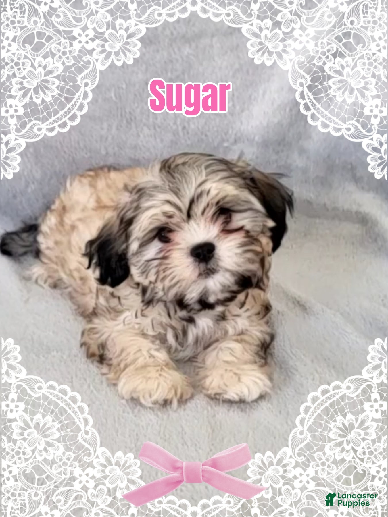 Shorkie dogs SUGAR - Ad 1