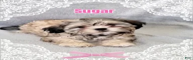 SUGAR