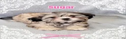 Shorkie dogs for sale: SUGAR - Ad 1