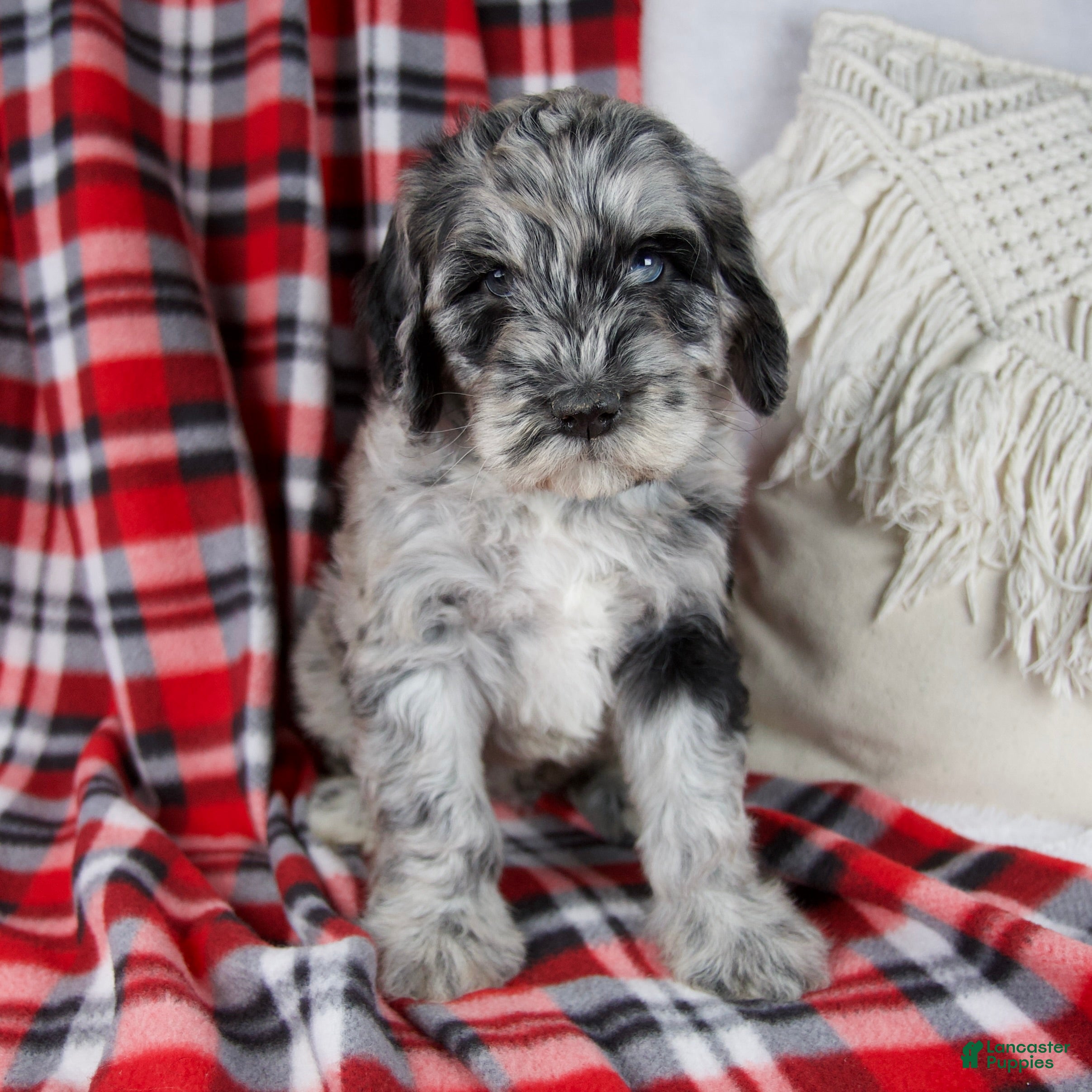 Schnoodle dogs Derrick *Genetic Clear - Ad 1