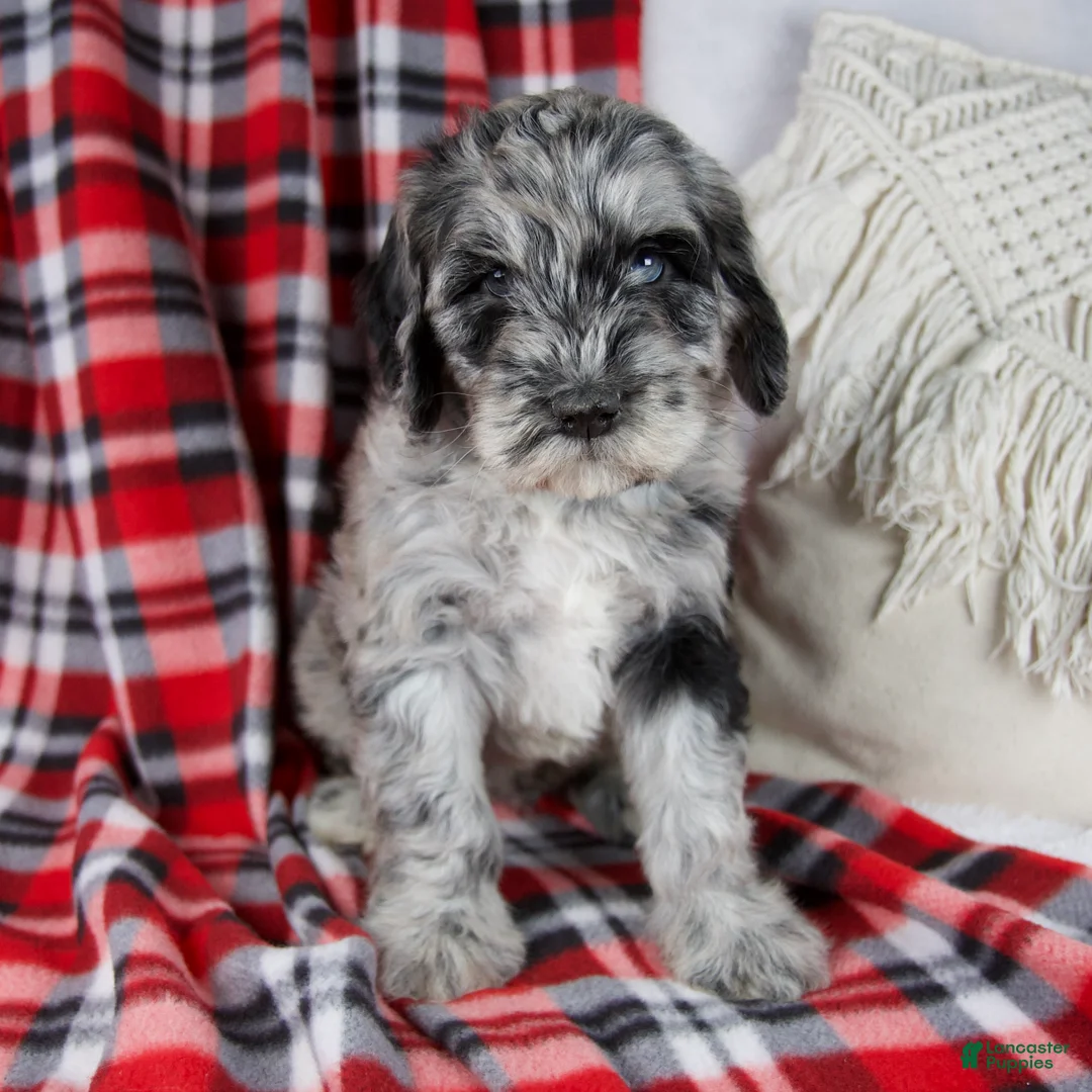 Schnoodle dogs for sale: Derrick - Ad 1