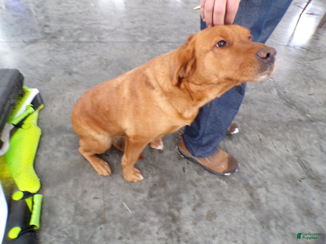 Goldador dogs for sale: Goldador Puppy 6 Moose - Ad 5