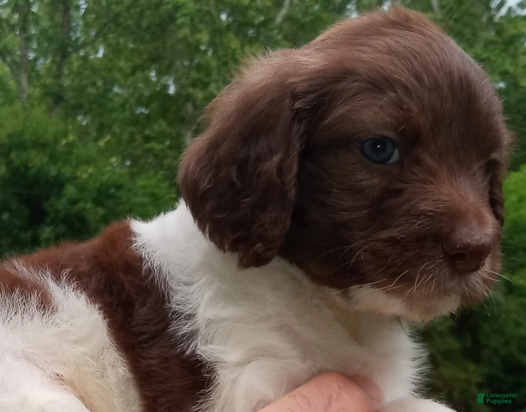 Cockapoo dogs for sale: "Mayim" $350 Elizabeth, IN  near Louisville, KY - Ad 2