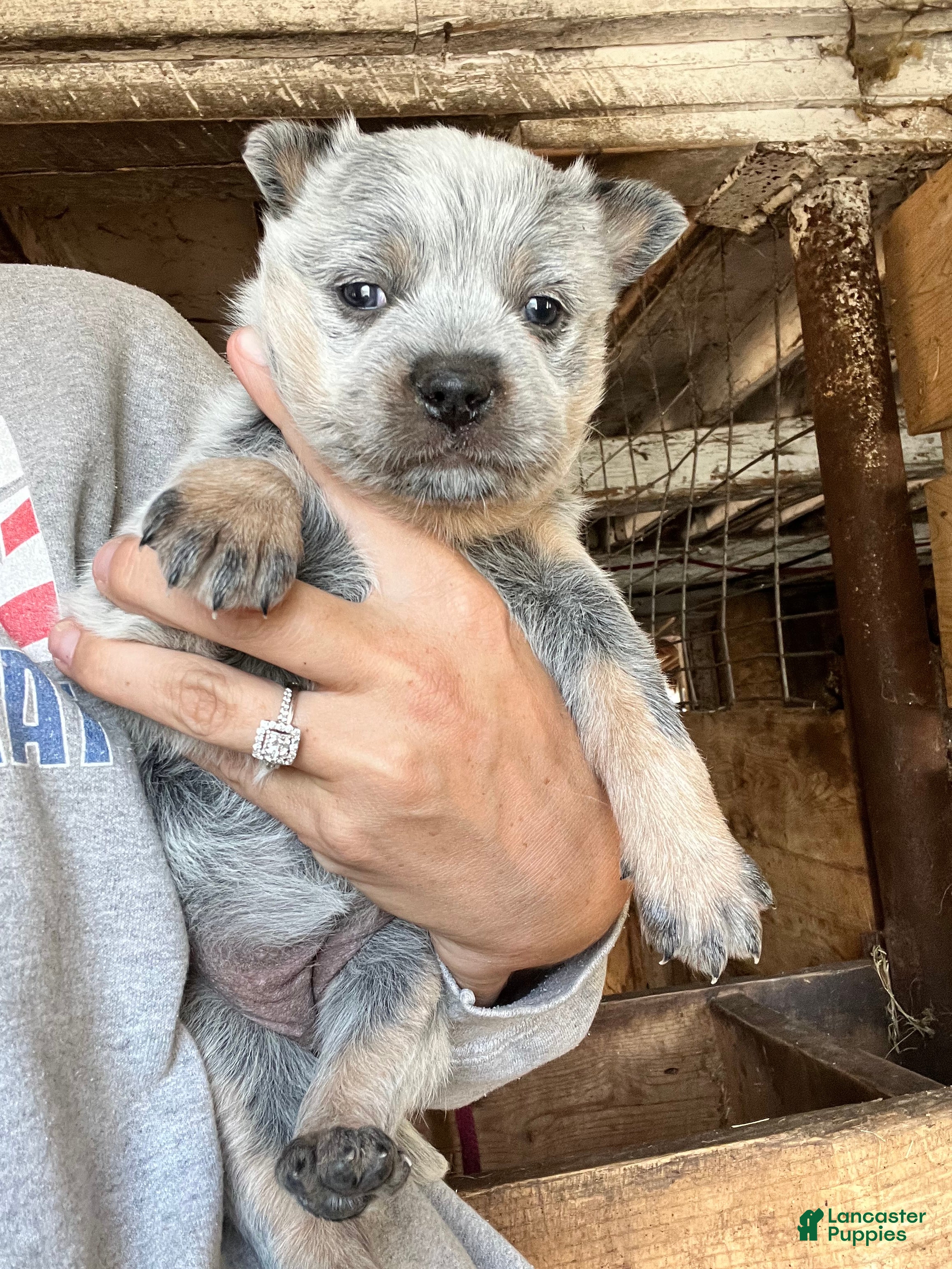 Pet Adoption Blue Heeler Mountain Feist Mix Australian Shepherd