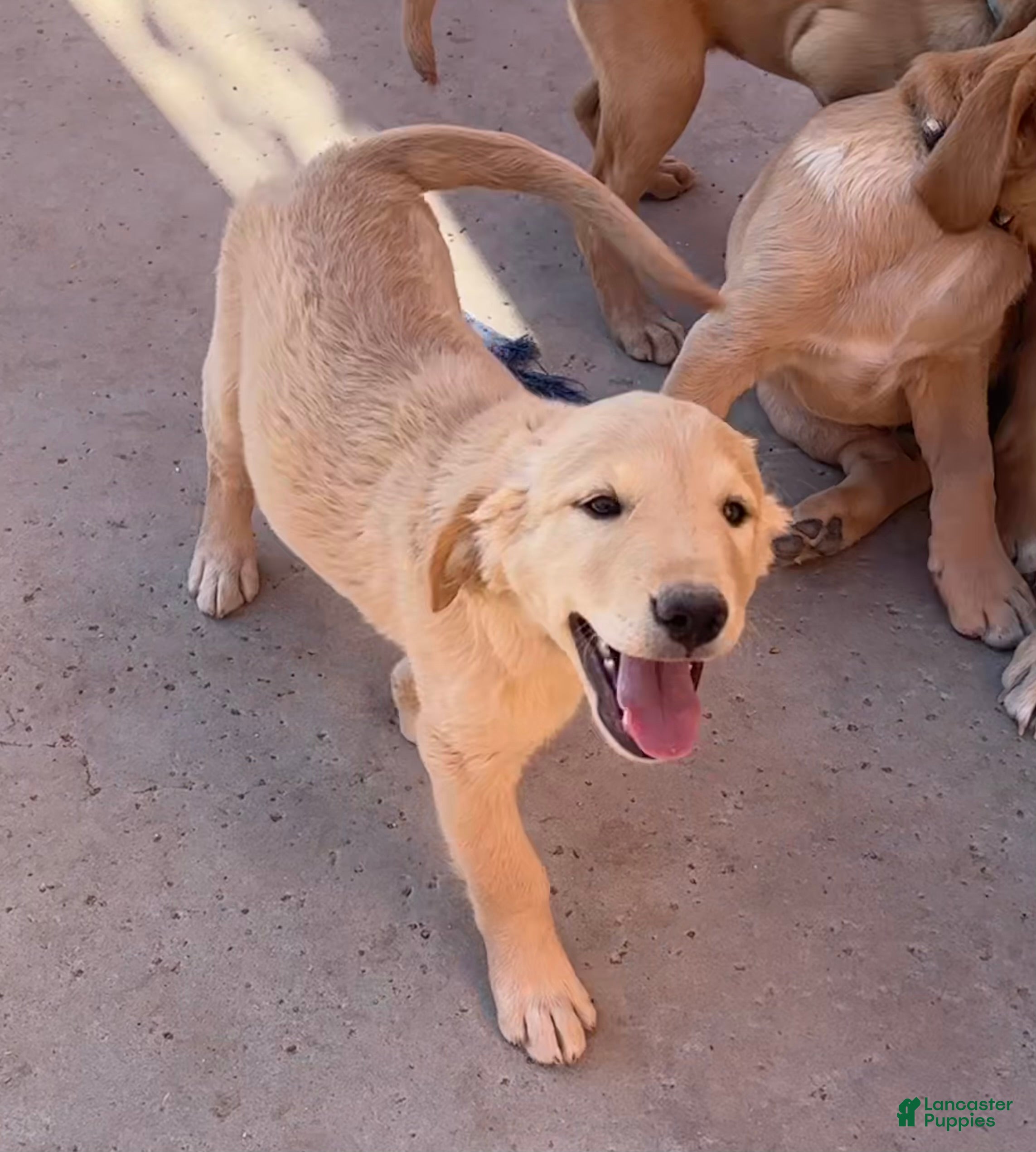 Goldador dogs Bob - Ad 4