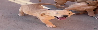 Bob