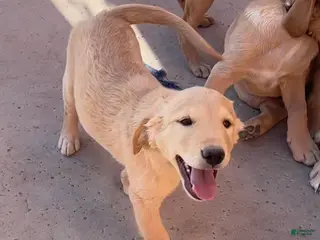 Goldador dogs Bob - Ad 3