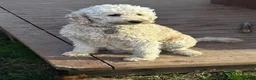 Mini Goldendoodle dogs for sale: Mini Goldendoodle Teddy - Ad 7