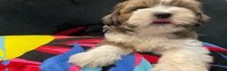 Mixed Breed dogs for sale: LeeLee - Ad 14