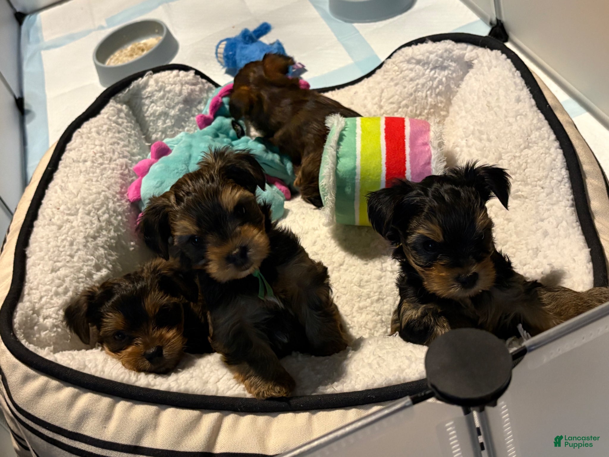 Yorkshire Terrier dogs for sale: Yorkshire Terrier Puppy 2 - Ad 10