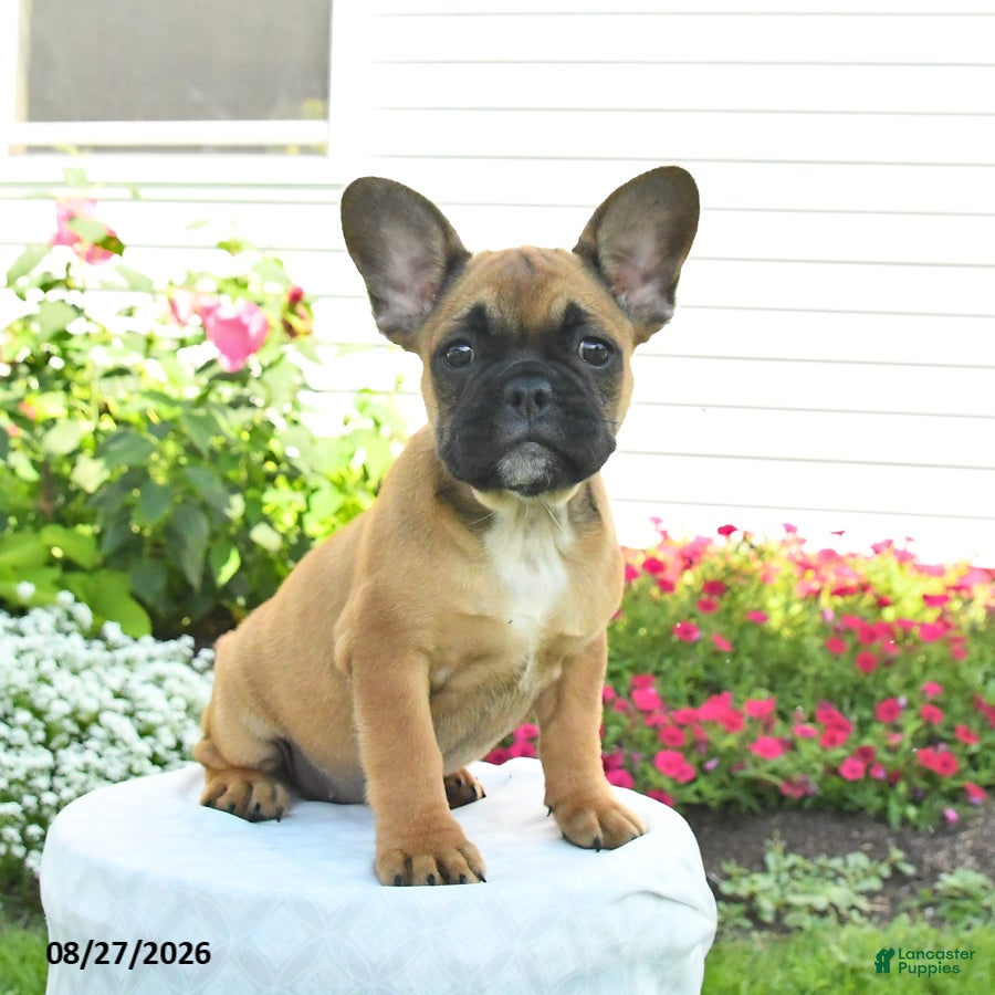 French Bulldog dogs Maggie - Ad 1