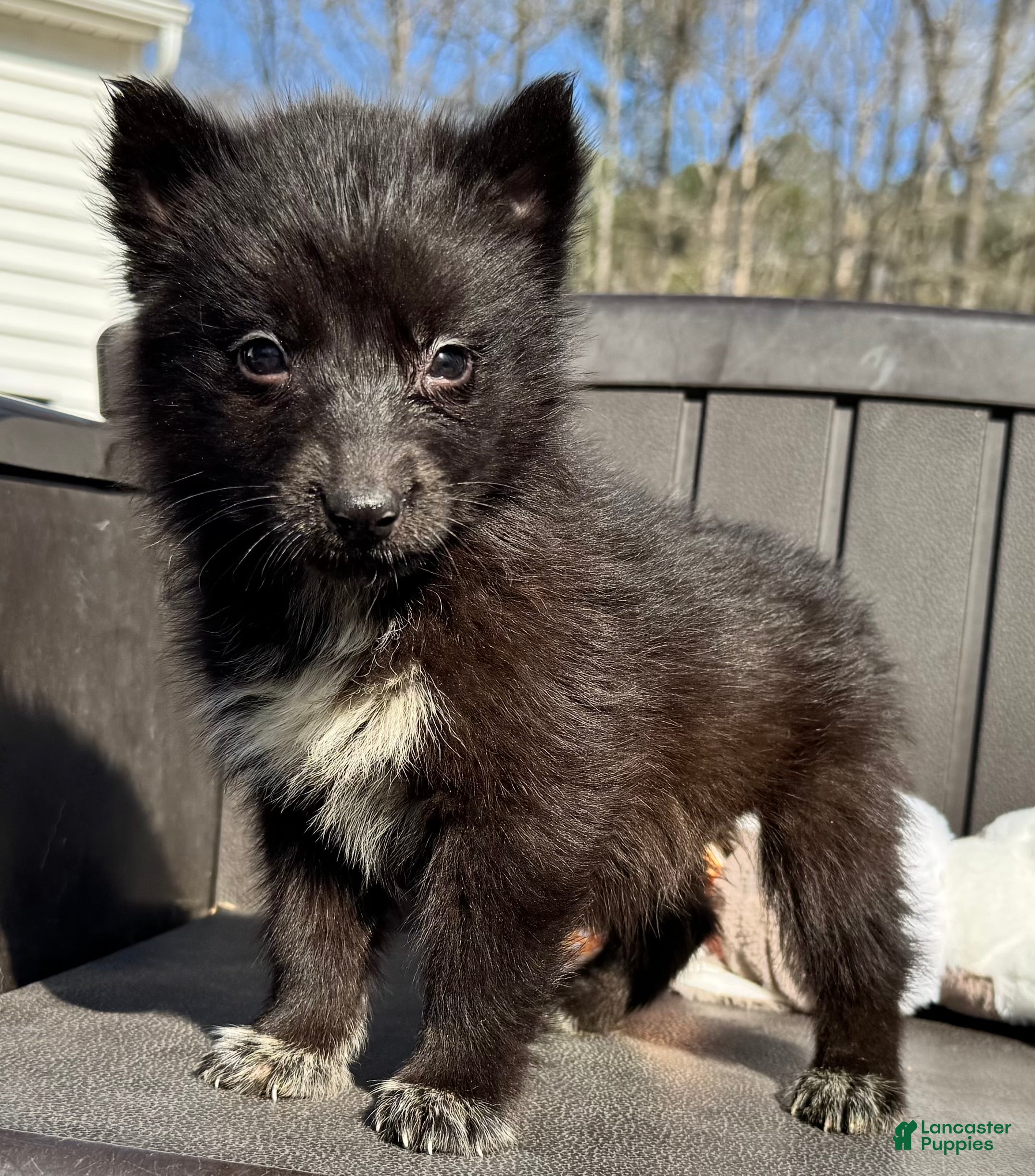 Siberian Husky dogs Raven - Ad 30