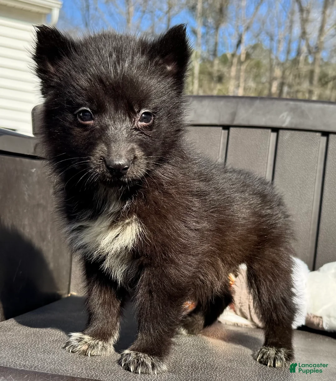 Siberian Husky dogs for sale: Raven - Ad 1