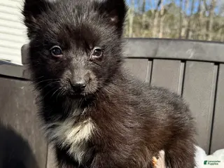 Siberian Husky dogs Raven - Ad 30