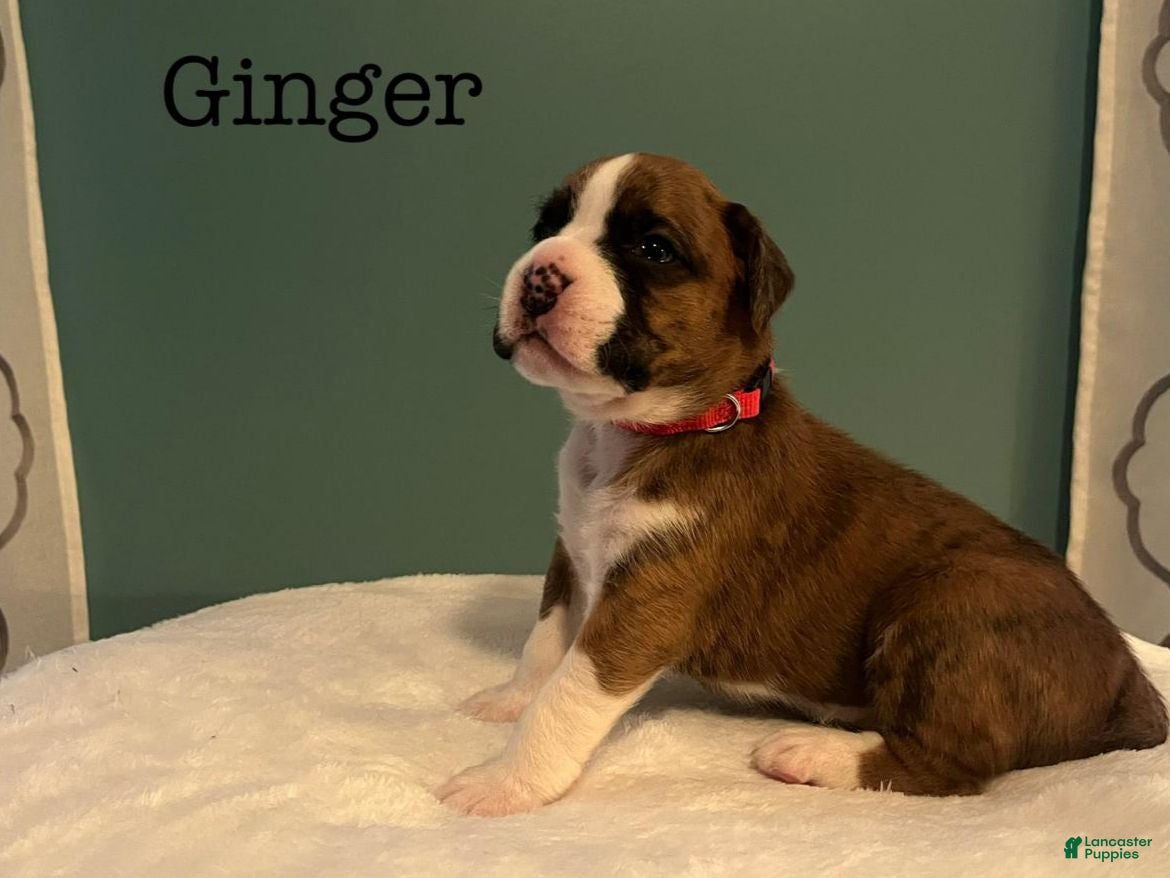Boxer dogs Ginger - Ad 35