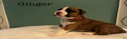 Boxer dogs for sale: Ginger - Ad 1