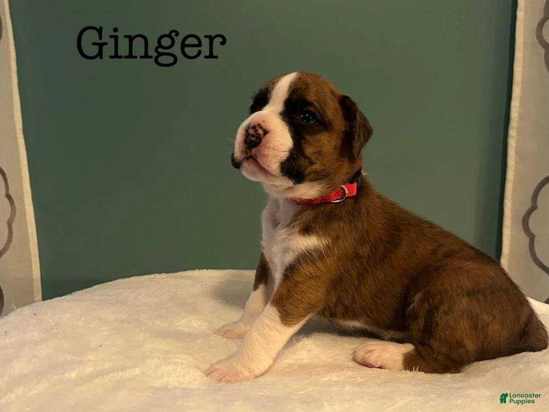 Boxer dogs for sale: Ginger - Ad 1