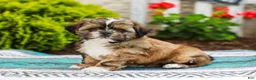 Shih Tzu dogs for sale: Barley (Raised in Home, Crate Trained & Potty Training!) - Ad 1