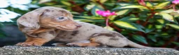 Miniature Dachshund dogs for sale:  Zion💙 - Ad 20