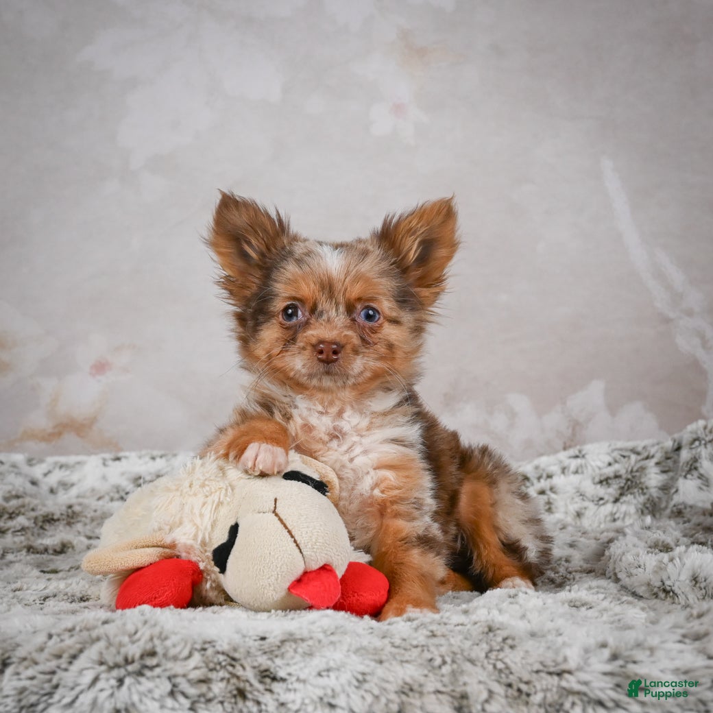 Chihuahua dogs Rolex - Ad 4