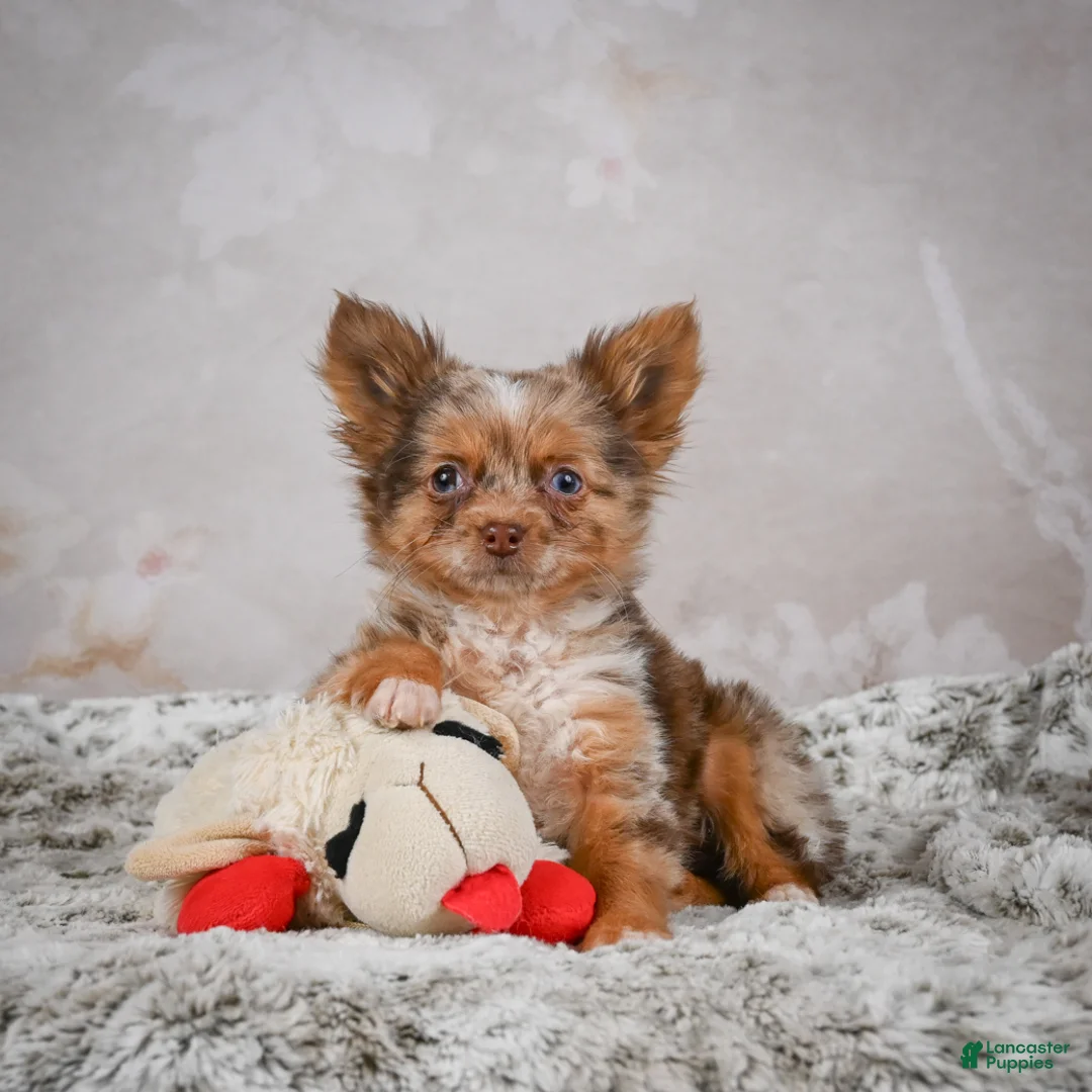 Chihuahua dogs for sale: Rolex - Ad 1