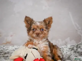 Chihuahua dogs Rolex - Ad 4