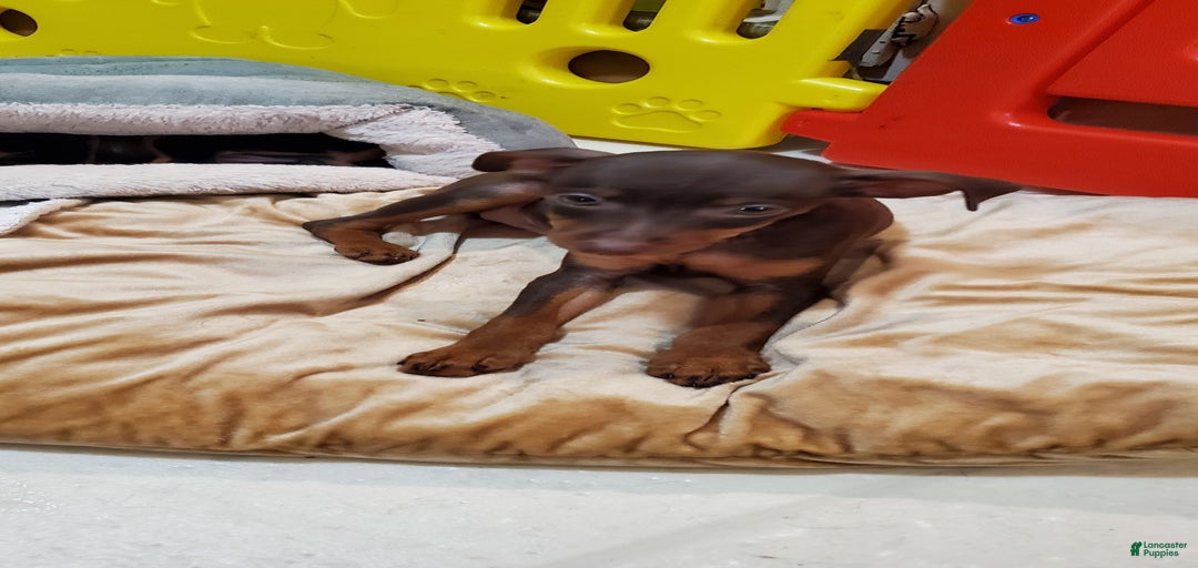 Gallery Image {{count}}