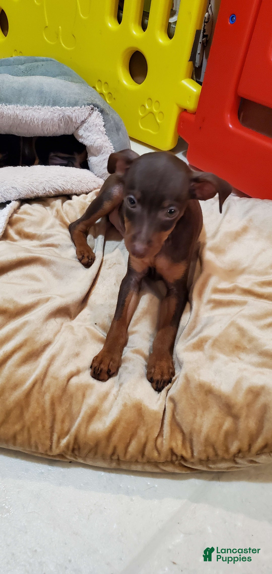 Gallery Image {{count}}