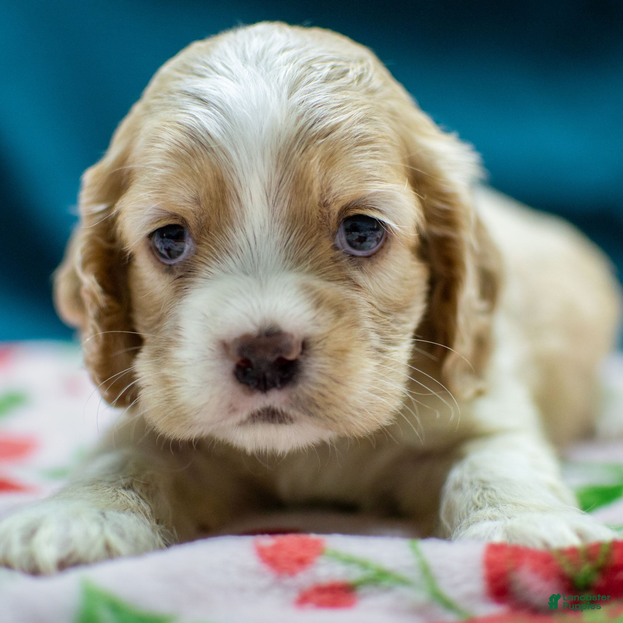 Cocker Spaniel dogs Viking - Ad 3