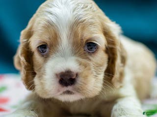 Cocker Spaniel dogs Viking - Ad 34