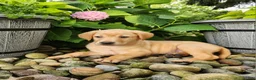 Labrador Retriever dogs for sale: Amber - Ad 3
