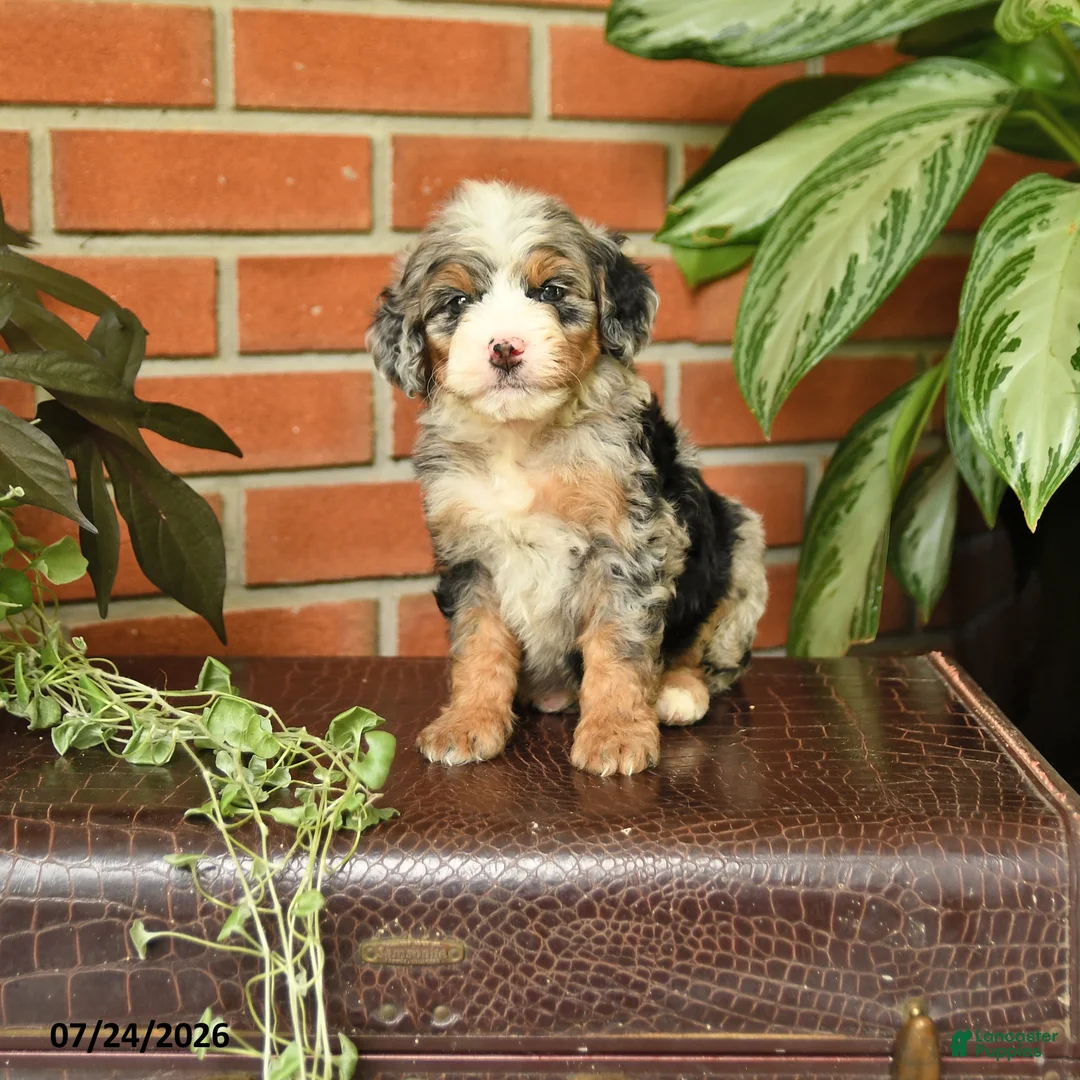 Bernedoodle dogs for sale: Jessie - Ad 1