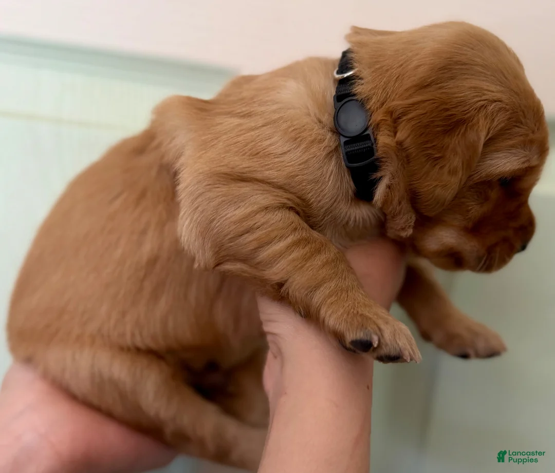 Golden Retriever dogs for sale: Black Boy - Ad 2