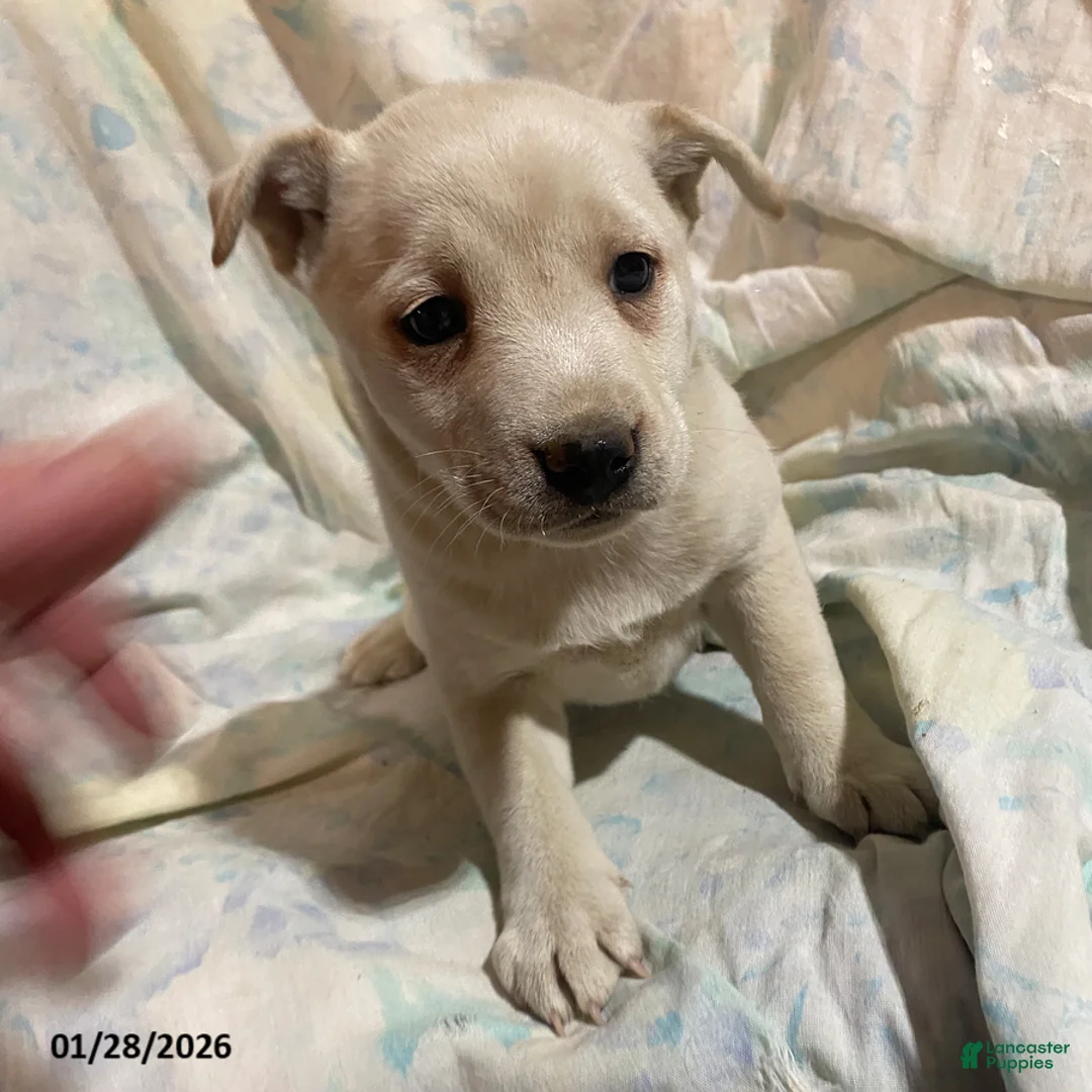 Mixed Breed dogs for sale: Daffodil - Ad 1