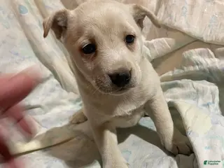 Mixed Breed dogs Daffodil - Ad 33