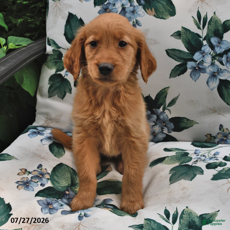 Golden Retriever dogs Jewel - Ad 1