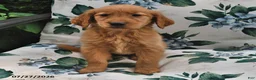 Golden Retriever dogs for sale: Jewel - Ad 1