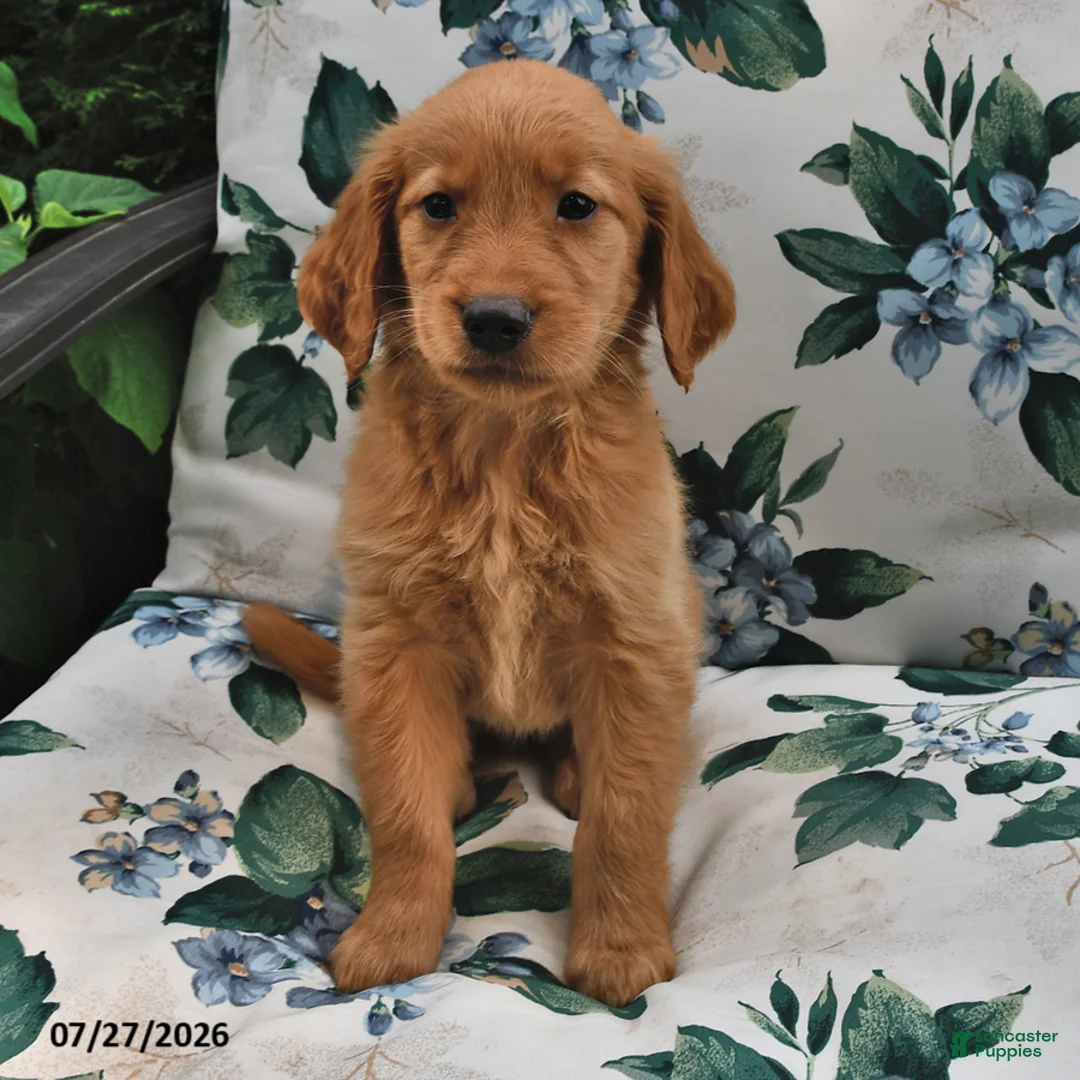 Golden Retriever dogs for sale: Jewel - Ad 1