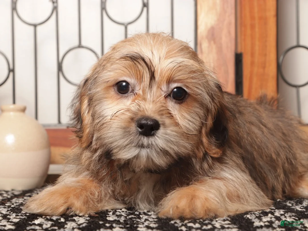 Shorkie dogs for sale: Dot Adorable Shorkie  - Ad 3