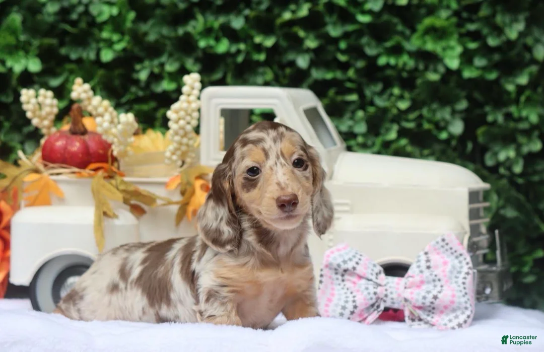 Miniature Dachshund dogs for sale: Dottie  - Ad 2