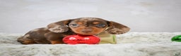 Miniature Dachshund dogs for sale: Mateo - Ad 9