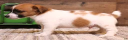 Jack Russell Terrier dogs for sale: Sawyer is white w/tri markings - Ad 3